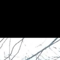 �����, �������, 53 ����