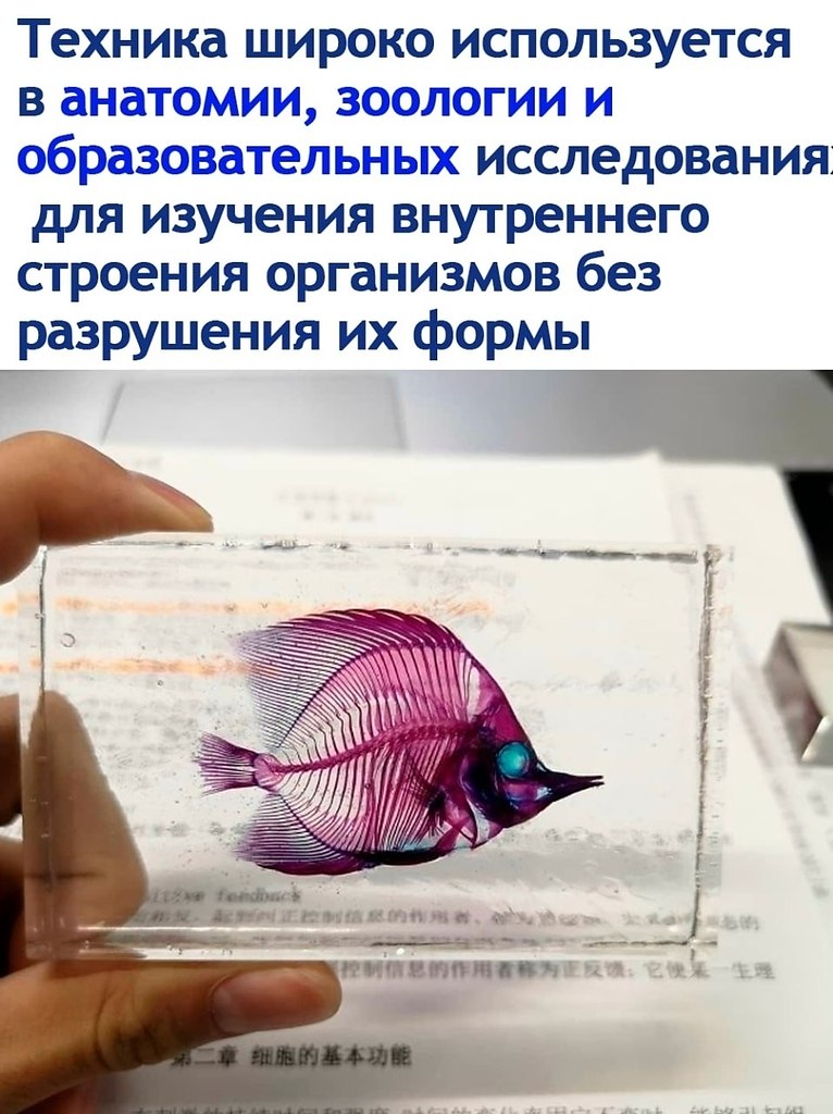 ��a�o���a��� � ��� ����������� ���������� � ���� �����. ��� ������ ����� ��������� � ���������� ... - 2
