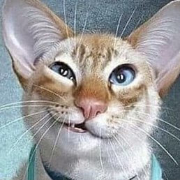 ���, �������, 58 ���