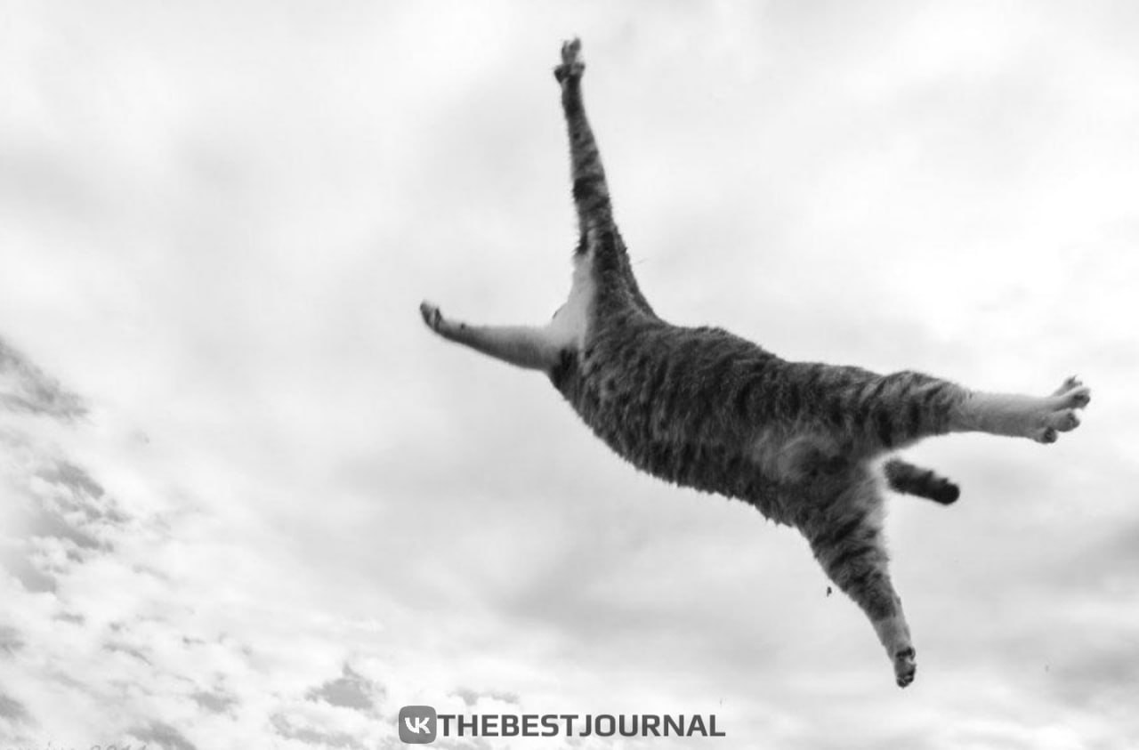 Кошки полетели. Летающий кот. Кошка в полёте. Кот прыгает. Кот в ррыжкк.