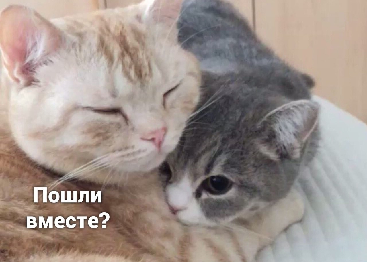 Котик целует гифка