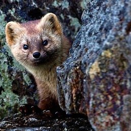 Tema, ����������, 30 ���