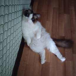 ����, �����, 35 ���