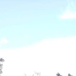 , 66, 