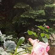 ����, 43 ����, ���������