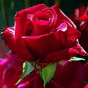 ���� ������, ������, 74 ���� - ��������� 10 �������� 2025 � ������ ������ ��������