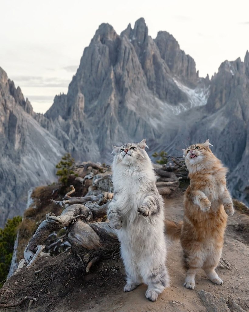 Это единственные тревел-блогеры, которых хочется смотреть хоть каждый день. Потрясающие коти