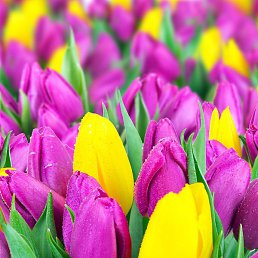 �����, ��������, 24 ����