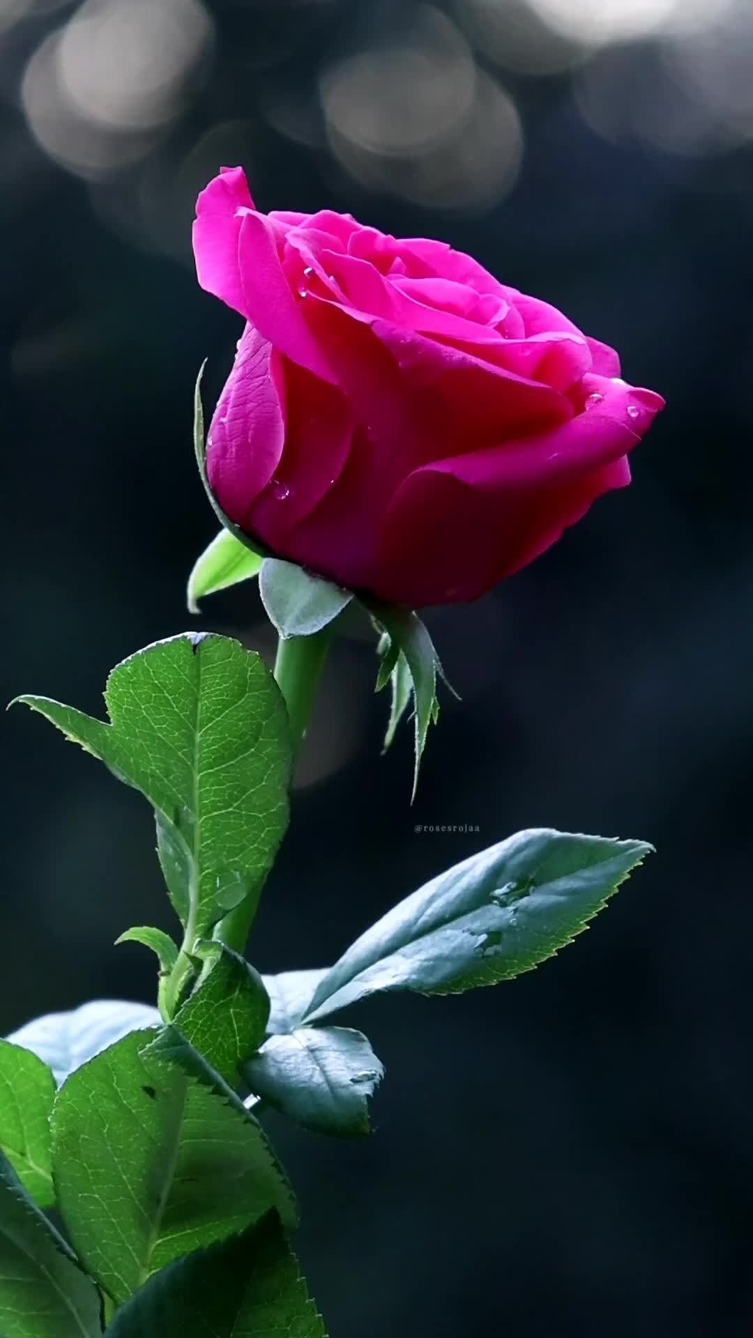  .          . ,    ...
