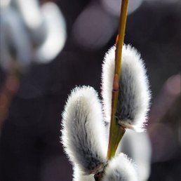 ����� ���������, ��������, 21 ���