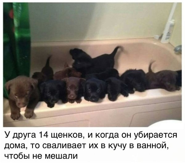 Ему срочно нужно начинать строить ванну побольше, пока они не подросли