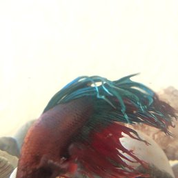 ����, ������, 31 ���