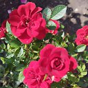 ���� V, �����������, 47 ��� - ��������� 30 ���� 2025 � ������ ������ ��������