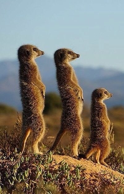   ,     .   ,   ... - 5