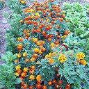 ���� ����, ������, 62 ���� - ��������� 7 ������ 2026