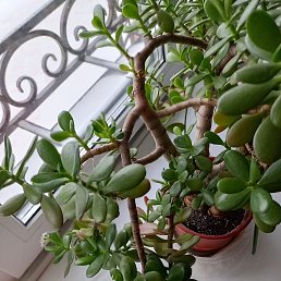 ���� ����, ������, 70 ��� - ��������� 20 ������� 2025