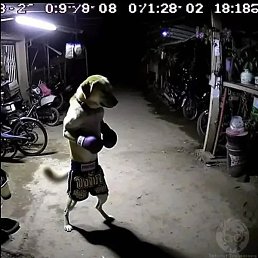 �����, �������������, 24 ����