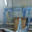 ���� ������ Cccp, ������, 57 ��� - ��������� 1 ������� 2026 � ������ ������ ��������
