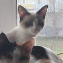 ���� ����, ���������, 55 ��� - ��������� 9 ������� 2025 � ������ ������ ��������