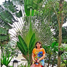 ��������, ��������