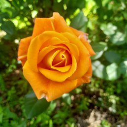 ����, ������-��-����, 50 ���