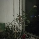 ���� ����, ����, 31 ��� - ��������� 21 ������ 2025 � ������ ������ ���������� ����ۻ