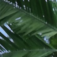 �������, 41 ���, ����