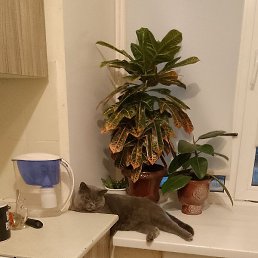 ���������, ������, 42 ����