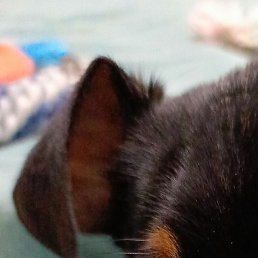 �����, ������, 40 ���