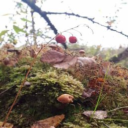 �����, ������, 39 ���