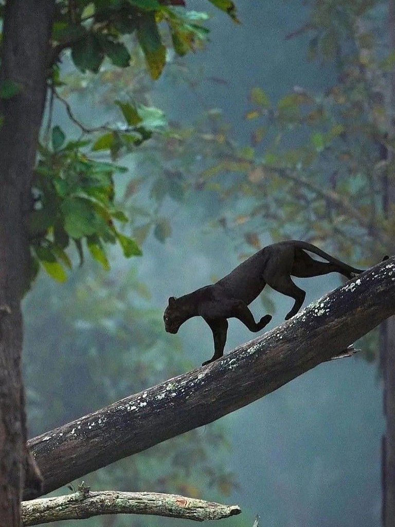 ׸      ,       ,   ... - 2