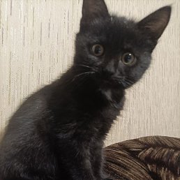 ������, ������, 58 ���