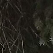 ����, 40 ���, ���������