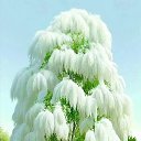 ���� �������, ������, 36 ��� - ��������� 19 ������ 2026 � ������ ���� ����������