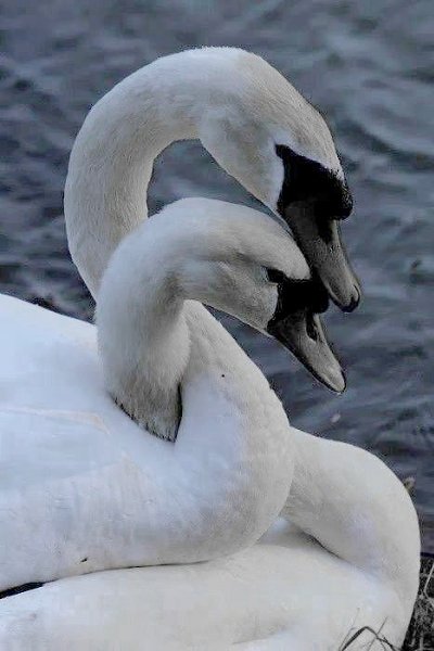 ,       ,  ...  -      . ... - 6