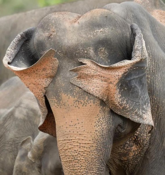     Nikon Comedy Wildlife Awards 2025      ... - 4