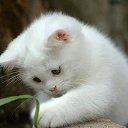 ���� ���������, �����-��������� - ��������� 14 ������ 2025 � ������ ������ ��������