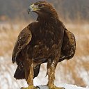 ���� �����, �������, 40 ��� - ��������� 2 ������� 2024