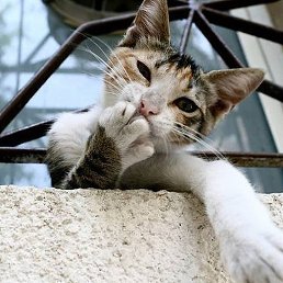 ����, �����, 55 ���