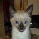 ���� �������, ������, 55 ��� - ��������� 6 ����� 2025 � ������ ������� ���