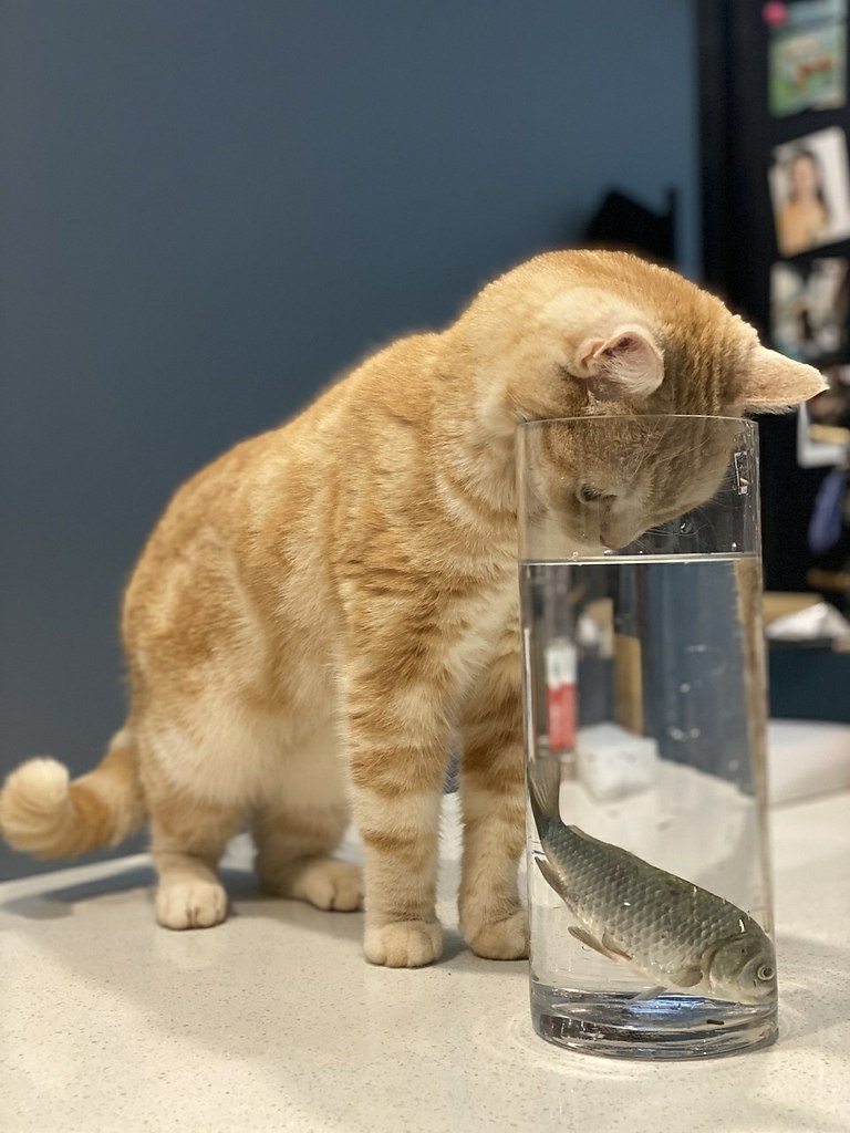 - - , ,  . , , ,       )))