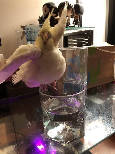 ce ����� ���a�� �o�a! - 9