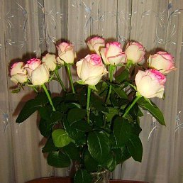 �, �����������, 43 ����