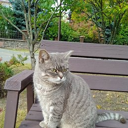 ���������, ������, 46 ���