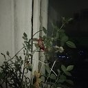 ���� ����, ����, 31 ��� - ��������� 21 ������ 2025 � ������ ������ ���������� ����ۻ
