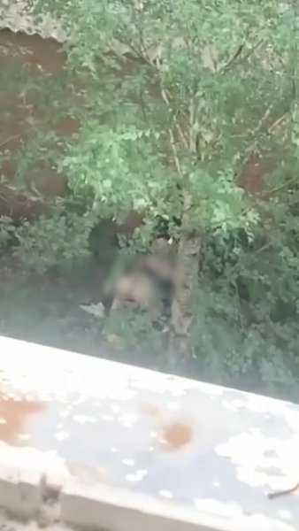В Новочеркасске полуголая пьяная девушка бегала по центру города, а потом ее отымел прохожий: ... - 2
