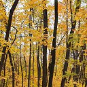 ���� ��������, �������, 53 ���� - ��������� 8 ������� 2025 � ������ ���� ����������