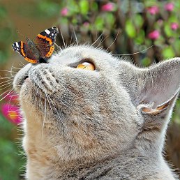 ��������, ������, 51 ���