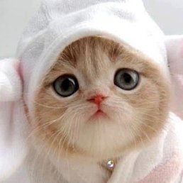 �����, ����, 40 ���