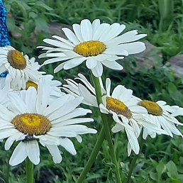 ������, ���������, 60 ���